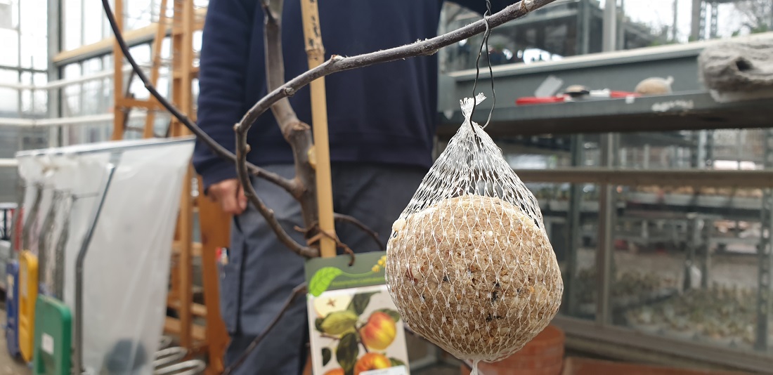 Man kann einen Baum auch ruhiger binden © GartenRadio.fm