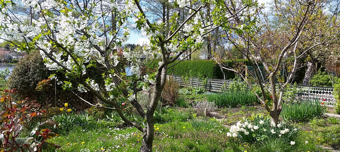 Eine Blüte braucht etwa 20 Blätter, um optimal versorgt zu sein, sagt Dagmar Hauke. Ob das Verhältnis stimmt, kann man jetzt im Winter kontrolliern und korrigieren. © GartenRadio.fm