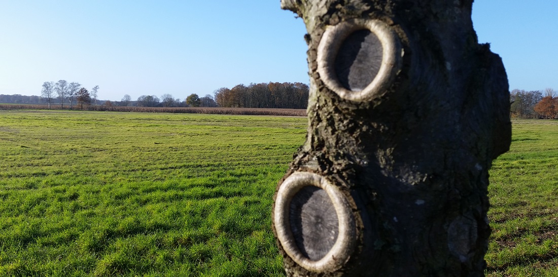 Umwallen nennt man es, wenn ein Baum die Schnittfläche "heilt" © GartenRadio.fm