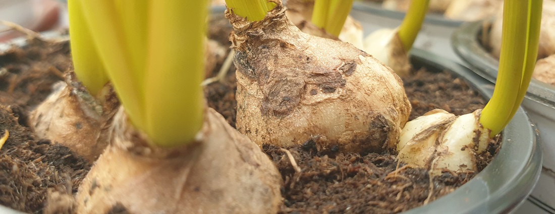 In den Töpfchen, die man in Gärtnereien kauft,  ragen die Zwiebeln heraus, damit sie nicht faulen. Im Garten sollten sie in etwa 10 cm Tiefe gepflanzt werden. © GartenRadio.fm