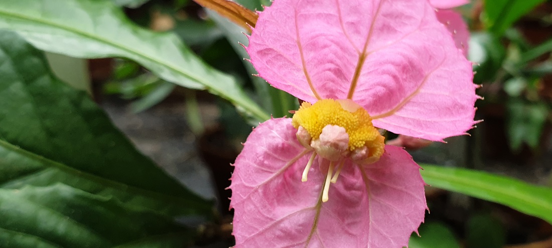 Die Dalechampia sondert Harz ab und macht sich damit für Bienen attraktiv © GartenRadio.fm