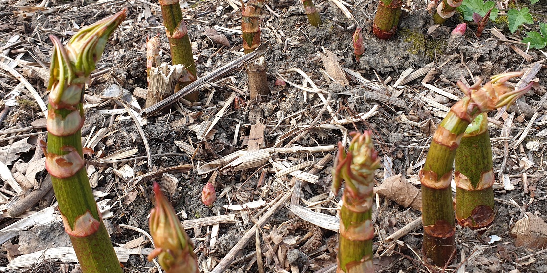 Japanischer Knöterich ist für die Einen ein invasiver Eindringling, für Mica Frangenberg ist er eine Bereicherung des Speiseplans © GartenRadio.fm