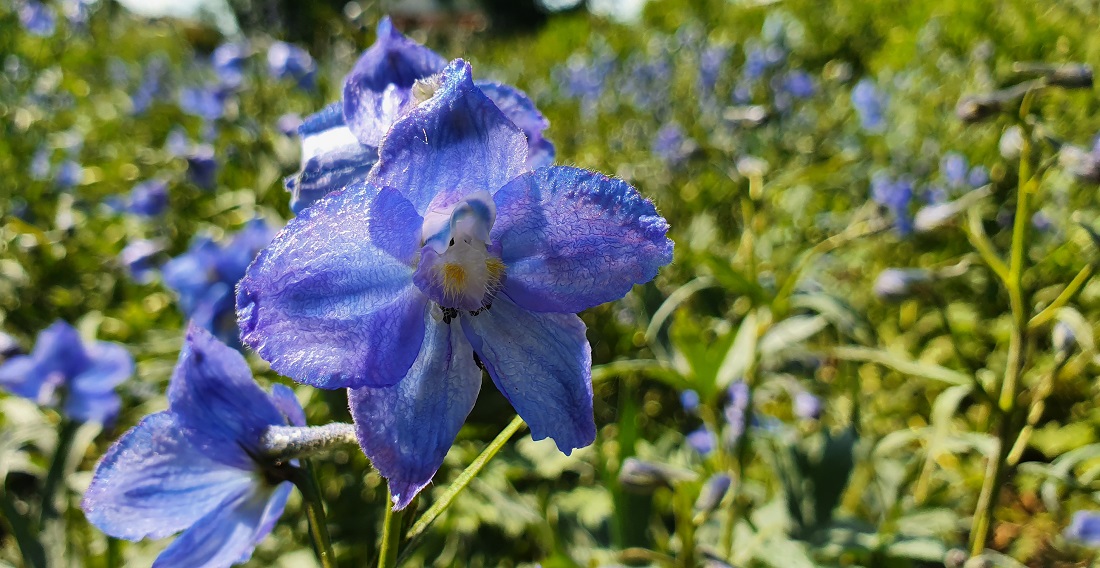 Bunzlau, Belladonna, ca 1 Meter hoch, Steingutblau, gelbe Biene © GartenRadio.fm