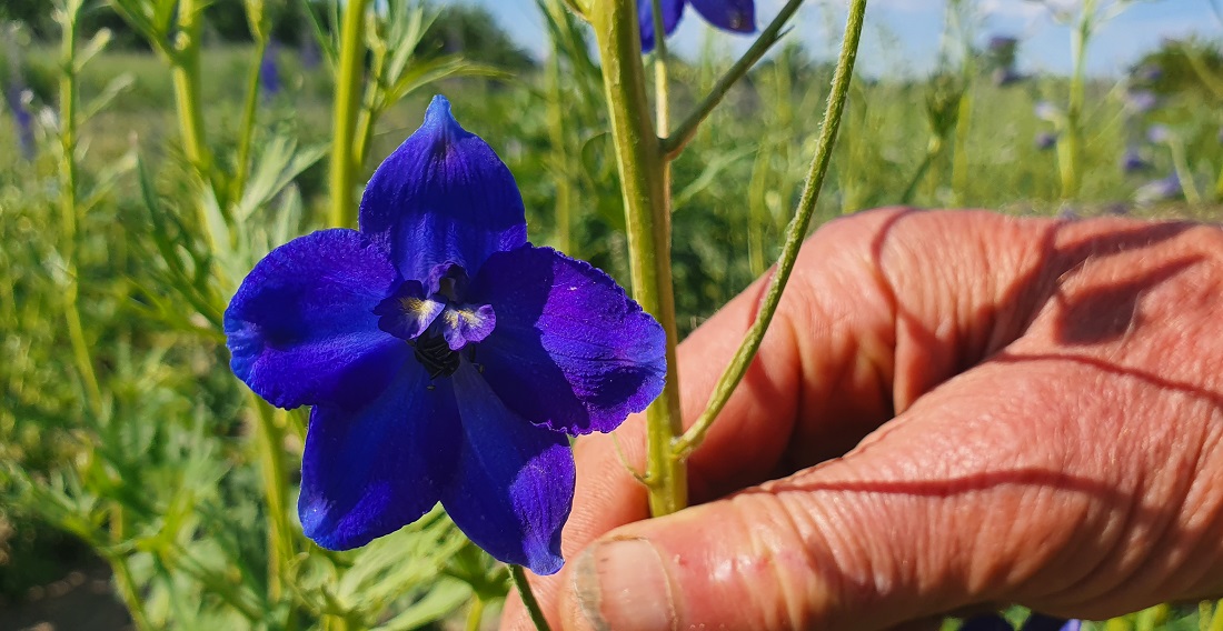 Blauwal, die 1. Blüte sieht aus wie ein gerupftes Huhn, sagt Wolfgang Kautz, die 2. Blüte ist kerzengerade. © GartenRadio.fm