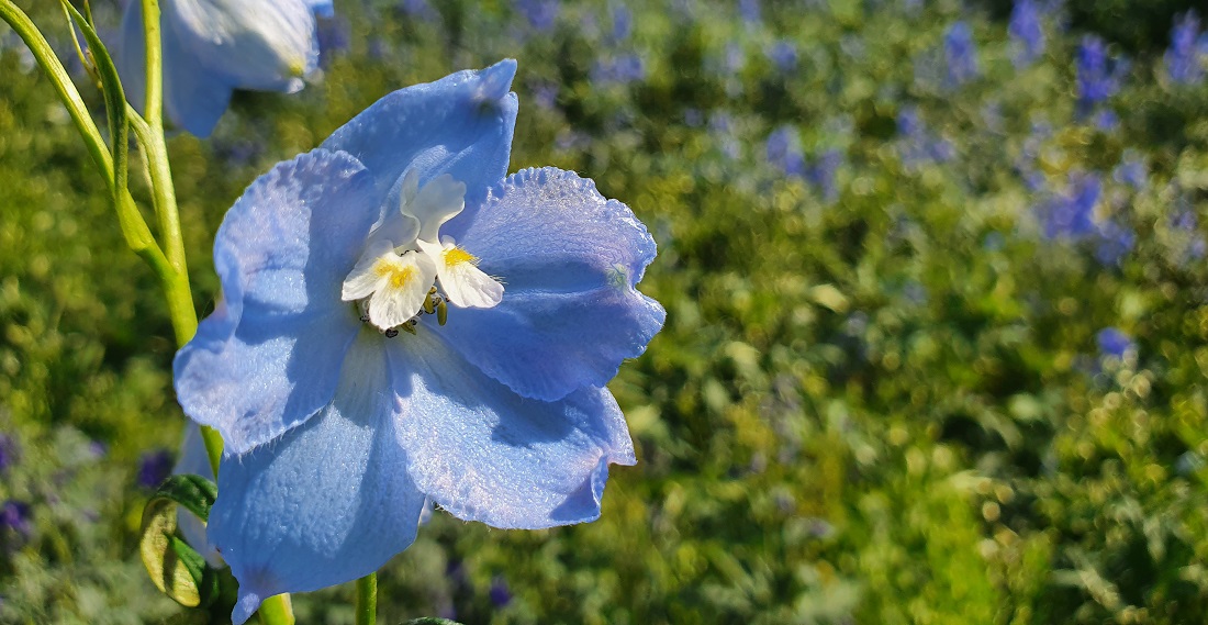 Ballkleid, ein Blau wie ein Taftkleid © GartenRadio.fm