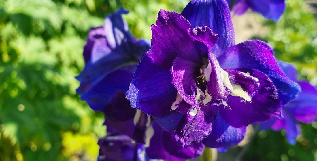 Nachtwache , alte Sorte, besonders ist das weiss-blaue Innenleben © GartenRadio.fm