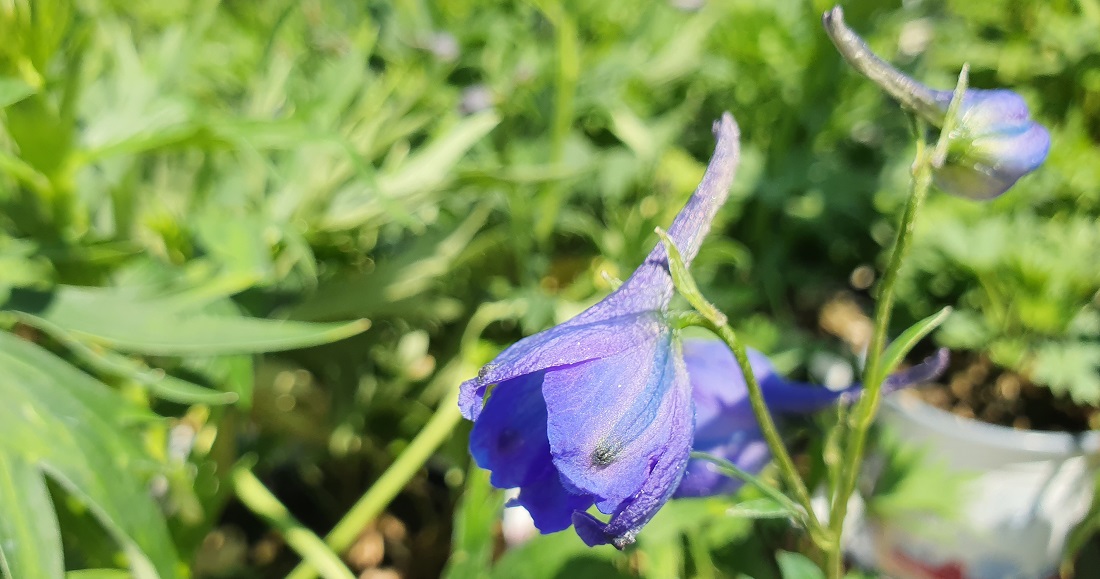 Der botanische Gattungsname Delphinium kommt aus dem Griechischen und heißt Delphinpflanze, weil die Knospe der Blüte einem Delphin ähnlich sehen soll. © GartenRadio.fm