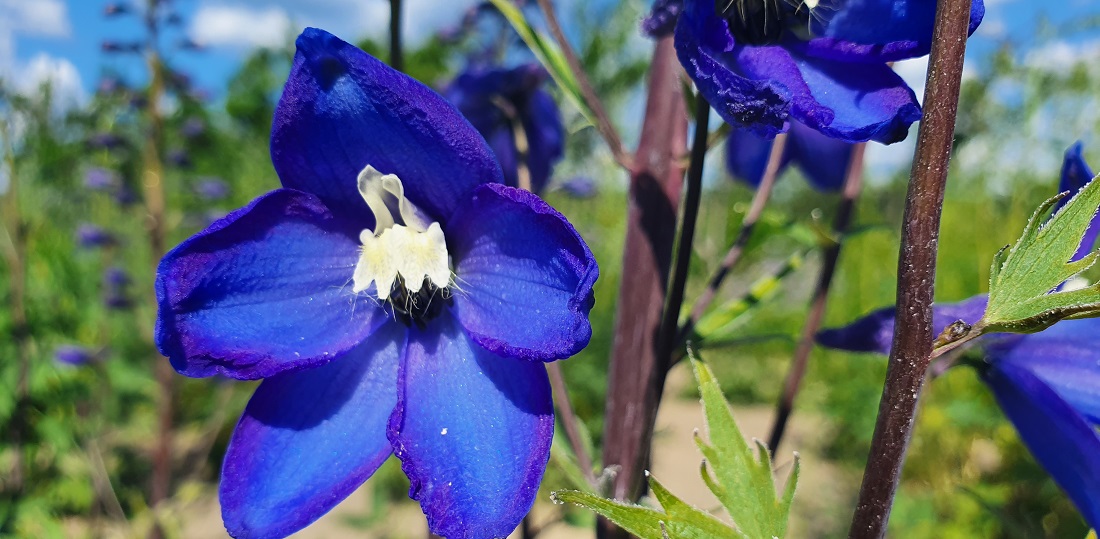 Sterntaler, neue luftige Sorte © GartenRadio.fm