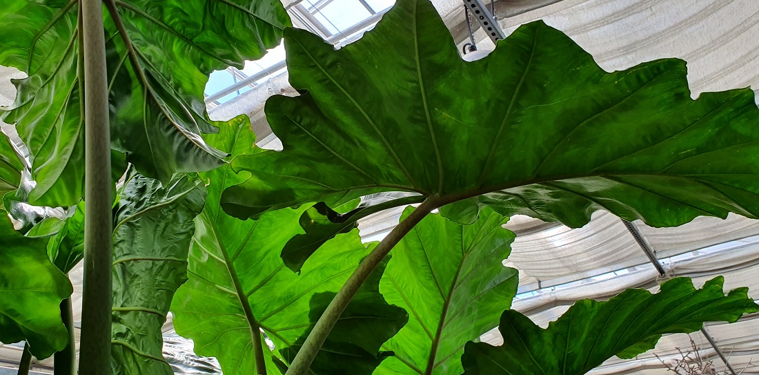 Das Elefantenohr macht gerne Ferien auf dem Balkon © GartenRadio.fm