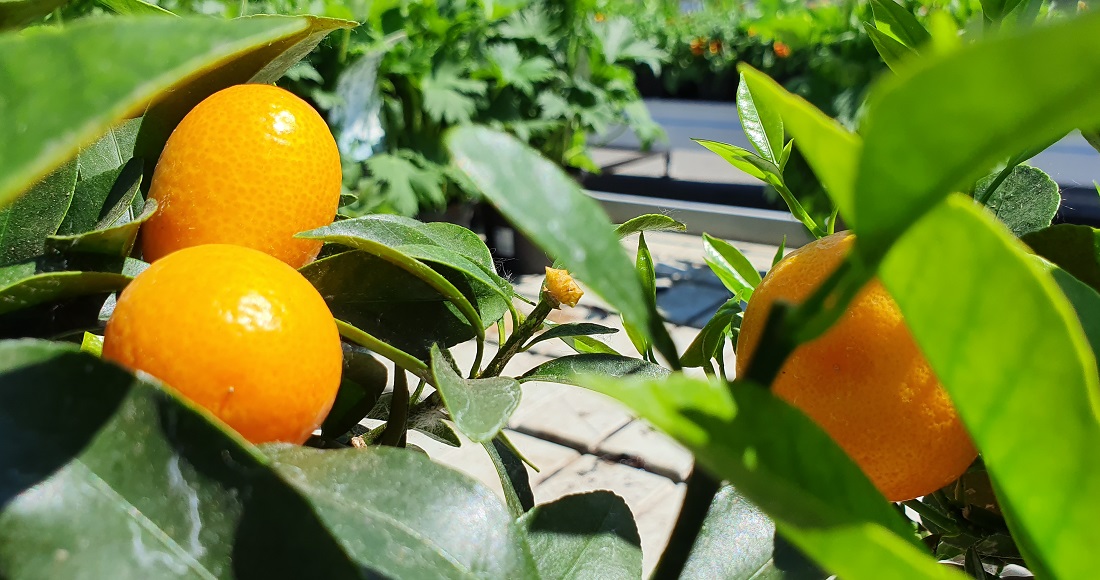 Die Calamondin-Früchte verströmen nicht nur optisch exotisches Feeling. Man kann sich den bitter-süßen Geschmack auf der Zunge zergehen lassen. Einfach pflücken und samt Schale verspeisen. Köstlich! © GartenRadio.fm