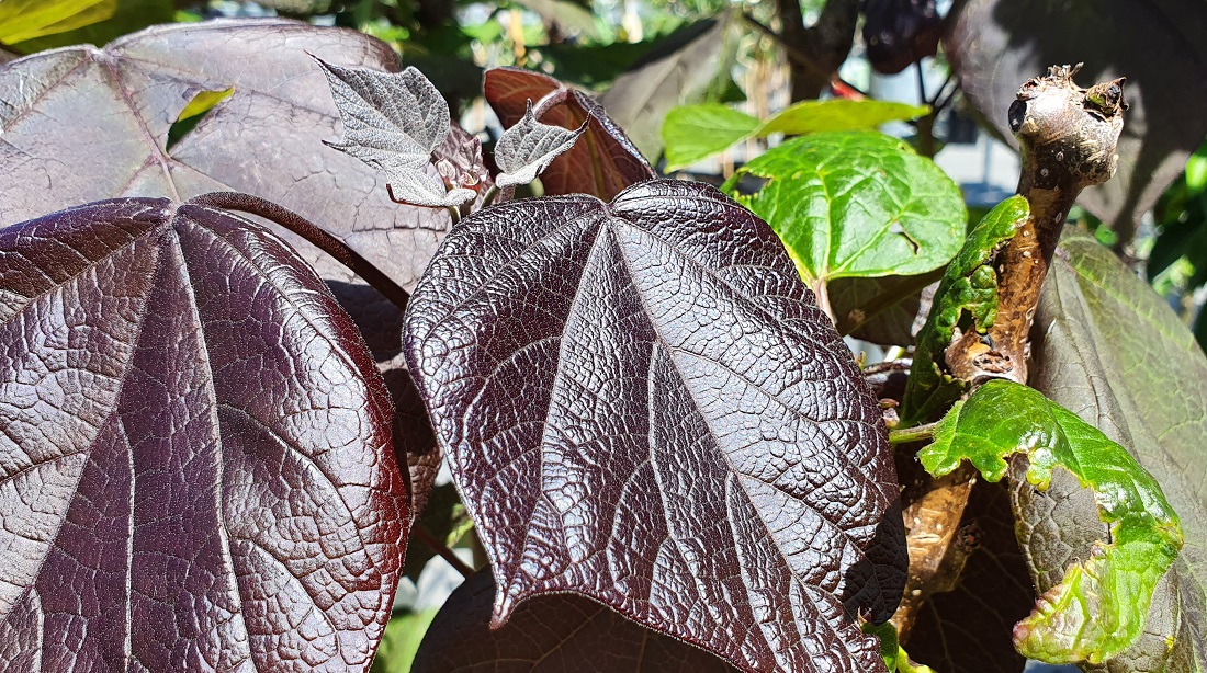 Fast wichtiger als die Blüten sind die Blätter, um Stimmung zu verbreiten, meint der Fachmann. Die Blätter der Zwerg-Trompetenblume erinnern an die Wälder Nordamerikas © GartenRadio.fm