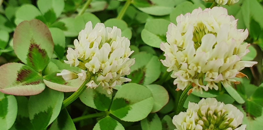 Gelassen ergänzt heimischer Weissklee jede Art von Exotik © GartenRadio.fm