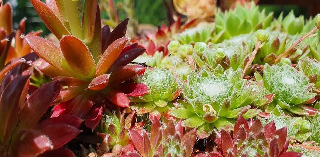 Sedum-Pflanzen fühlen sich auf Dächern wohl © GartenRadio.fm