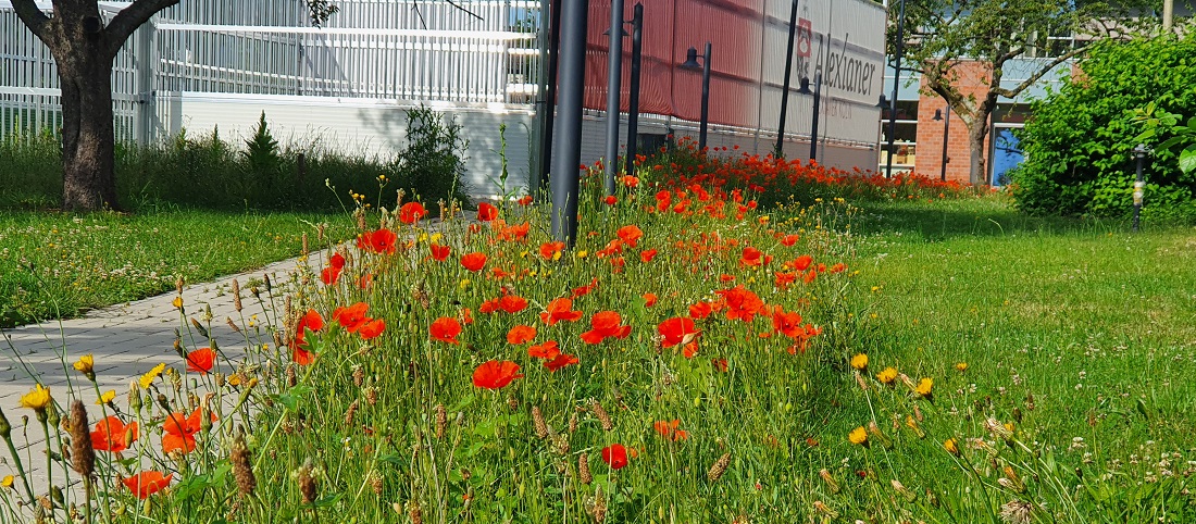 Neben dem Gelände der Alexianer-Klostergärtnerei wurde ein Streifen einfach nicht gemäht und hat sich von selbst zum Blühstreifen entwickelt © GartenRadio.fm