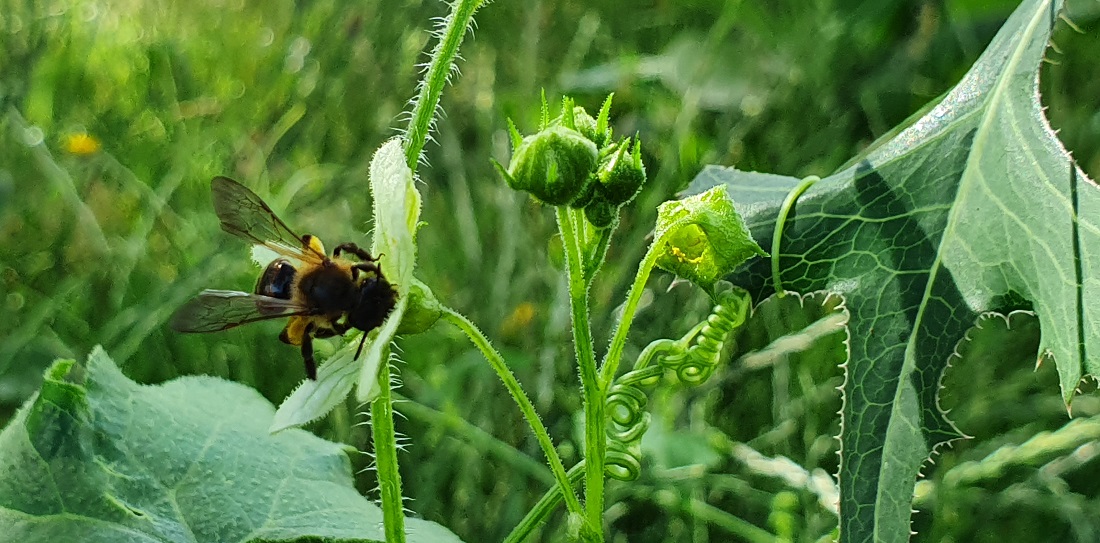 Die Zaunrüben-Sandbiene ist extrem spezialisiert. Sie ernährt sich nur von den Blüten der Zaunrübe © GartenRadio.fm