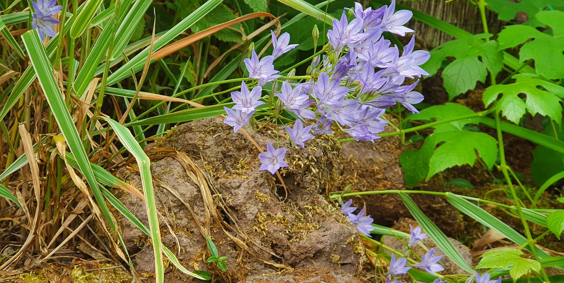 Gleich zwei positive Öko-Komponenten: Glockenblumen und Steinhaufen © GartenRadio.fm