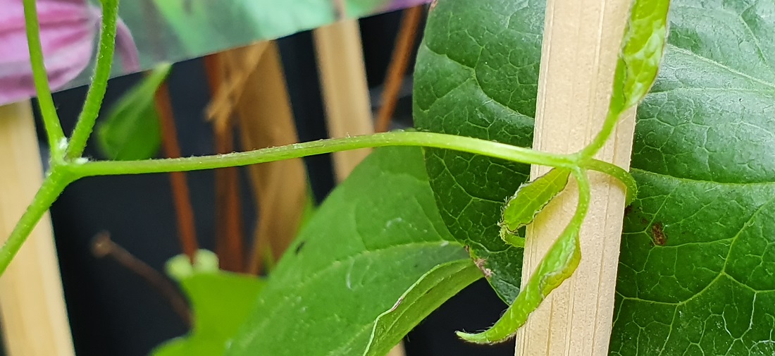 Vor allem die Clematis-Hybriden brauchen ein Rankgitter. Der ideale Abstand des Gitters ist 3 x 3 Zentimeter, meint Petra Hennes. © GartenRadio.fm