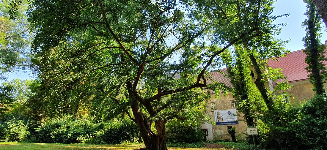 "Für mich ist das der schönste Gingko in Europa", schwärmt Andreas Roloff © GartenRadio.fm