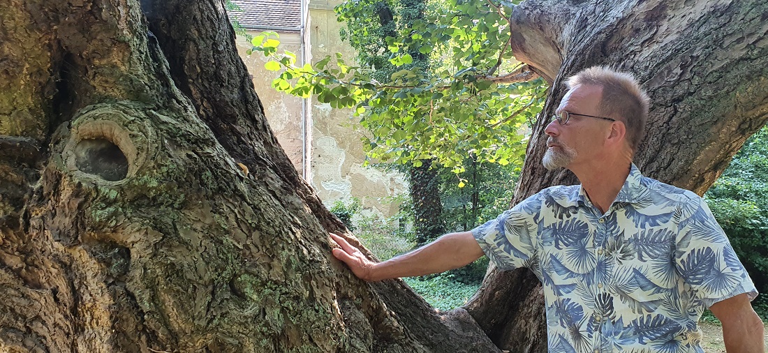 Andreas Roloff an Nationalerbe-Baum Nr. 2, dem Gingko im Schlosspark Jahnishausen.© GartenRadio.fm