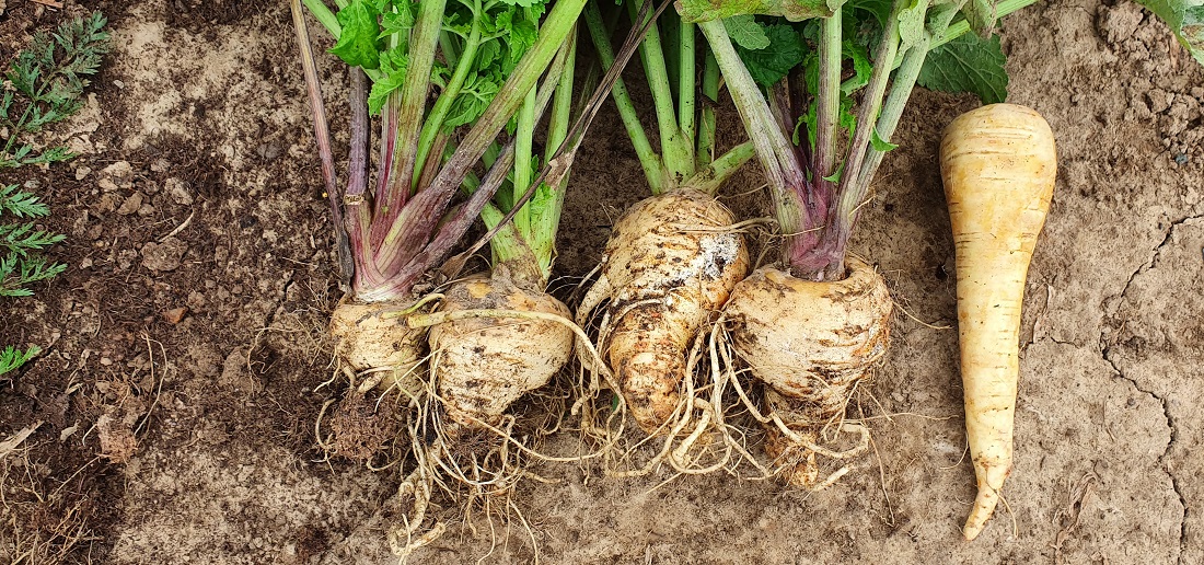 Rechts die "Model-Pastinake" aus dem Supermarkt, links die falsch angebauten Pastinaken aus dem Beet. © GartenRadio.fm