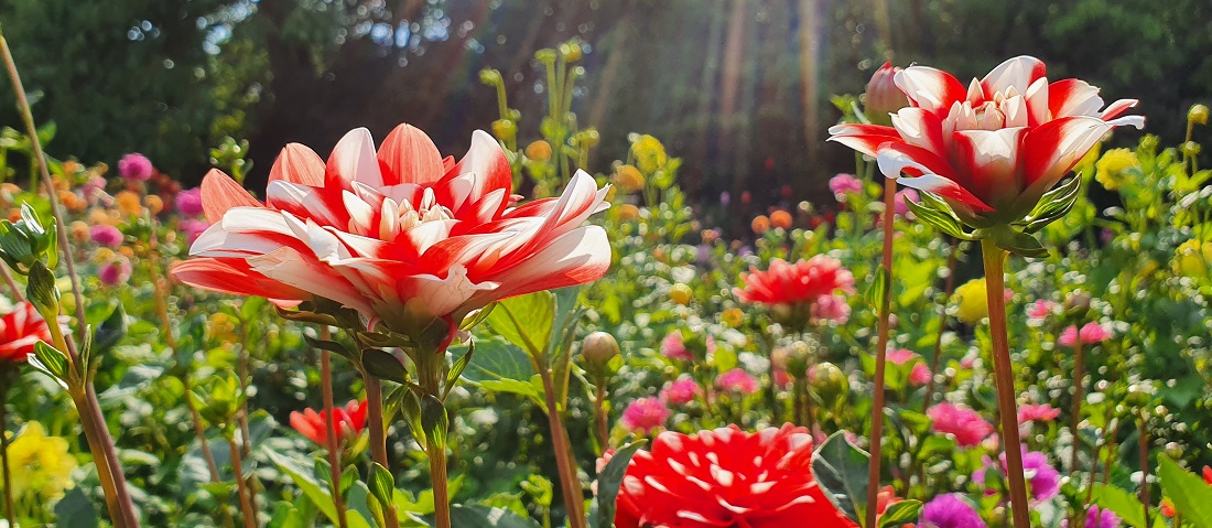 Einige Dahlienknollen könnten den Speiseplan bereichern, wenn man es über das Herz bringt, sie dem kulinarischen Genuß zu opfern. © GartenRadio.fm