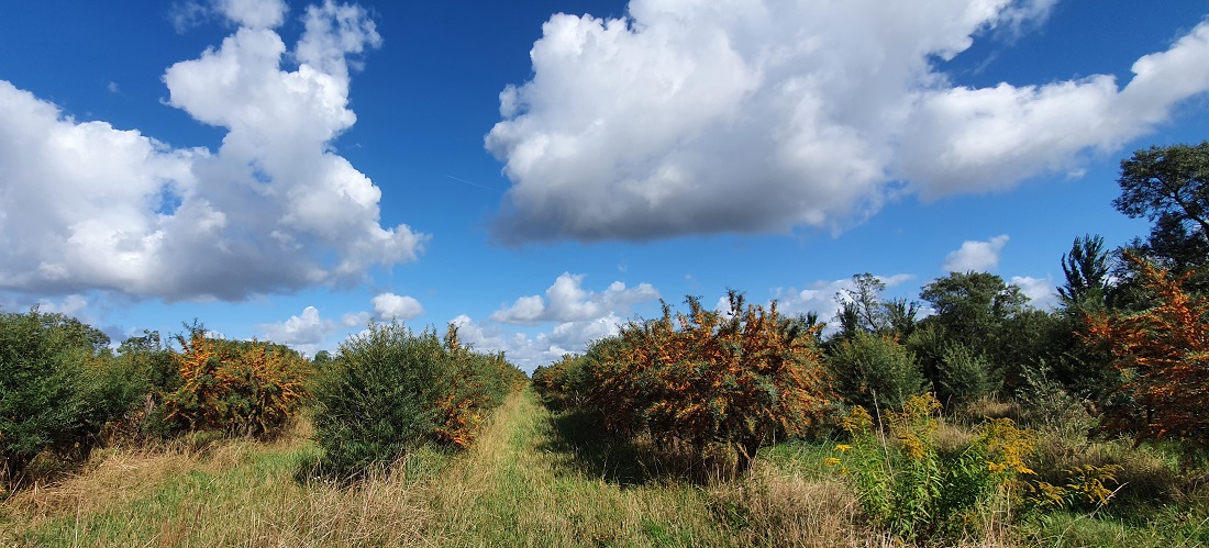 Die weibliche Sanddornsträucher tragen sie orangen Beeren. © GartenRadio.fmnburgs 