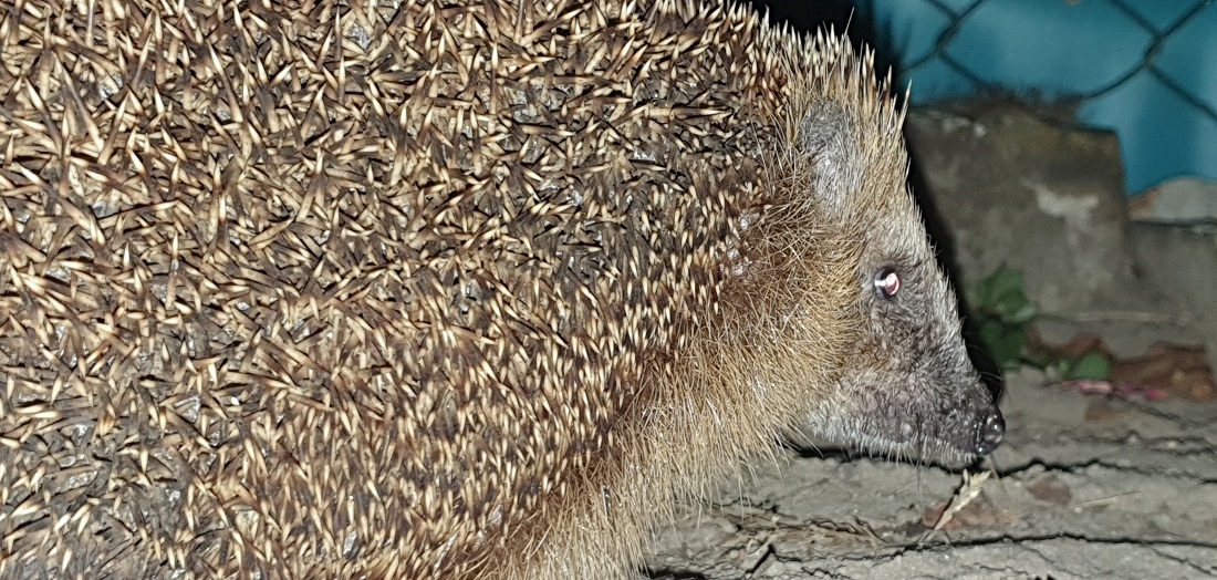 Igel lieben feste Termine. Dieser hier kommt täglich gegen 22 Uhr vorbei. © GartenRadio.fm