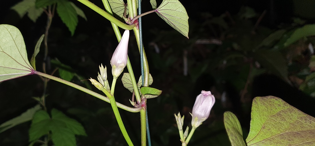 Die Süßkartoffel klappt ihre Blüten abends zu. © GartenRadio.fm