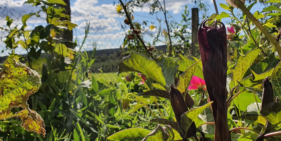 An ihrem indischen Stechapfel ist alles giftig: Wurzeln, Blätter und Blüte. © GartenRadio.fm