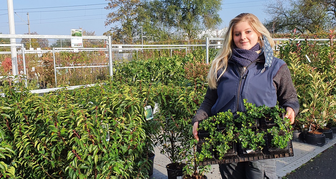 Einer der Lieblings-Bodendecker von Gärtnerin Sandra Wattler ist das immergrüne Geißblatt (Lonicera crassifolia) © GartenRadio.fm