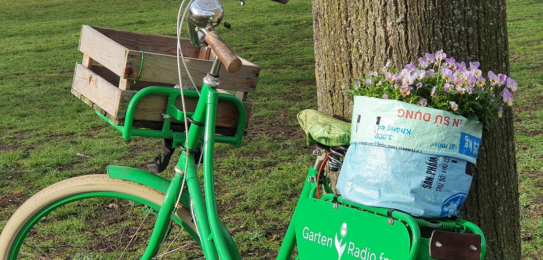 Hornveilchen halten sogar Fahrtwind aus. © GartenRadio.fm