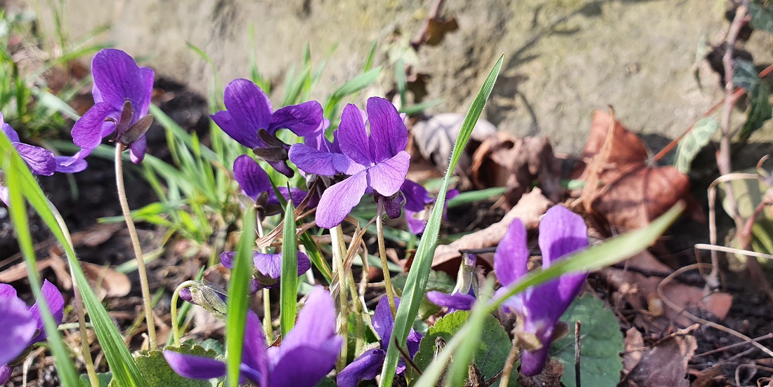 Die zarten Veilchen sind robuster, als man denkt. © GartenRadio.fm