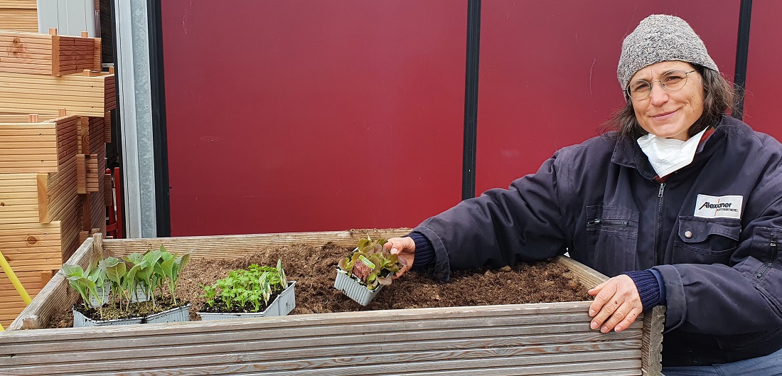 Pflücksalate oder Kerbel eignen sich hervorragend für die Anzucht im Frühbeet, sagt Gärtnermeisterin Dagmar Hauke. © GartenRadio.fm