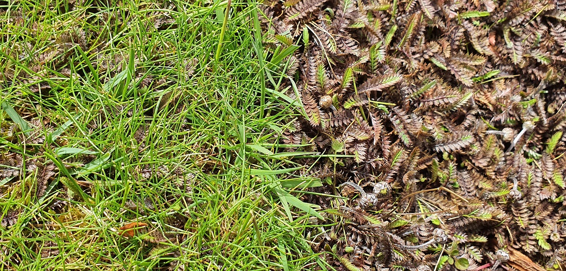 Möglicherweise eine Pflanzengesellschaft, die dem Klimawandel ohne künstliche Bewässerung standhält: Rasen und Fliederpolster. © GartenRadio.fm