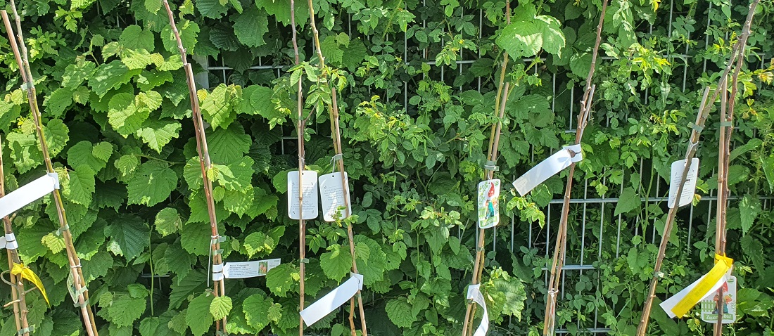 Nicht jeder Baum, der als "Säule" angeboten wird, bleibt auch so. © GartenRadio.fm