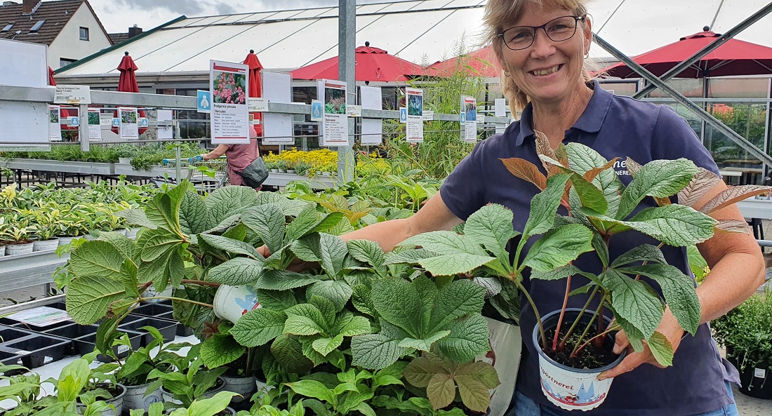 Petra Hennes schätzt die Rodgersie als ausgesprochene Schattenliebhaberin. Manche Sorten werden bis zu 1,80 Meter hoch. © GartenRadio.fm