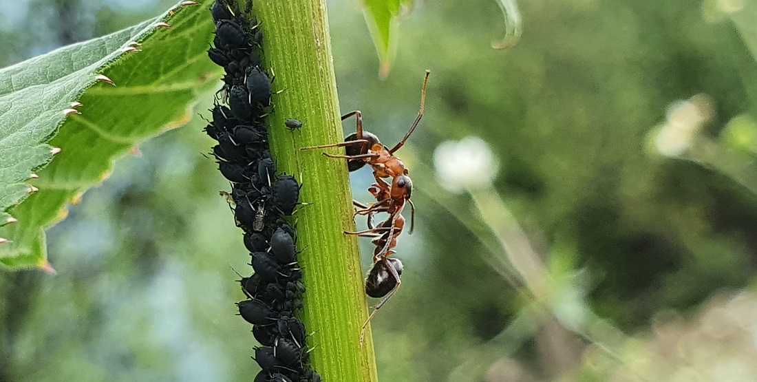 Ameisen sind wehrhafte Blattlaus-Söldner. © GartenRadio.fm