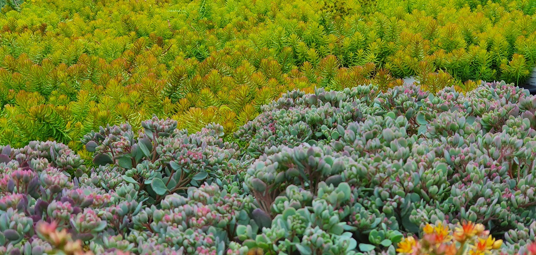 Wenn Sedum wogt, erinnert das an Wasserpflanzen.  © GartenRadio.fm