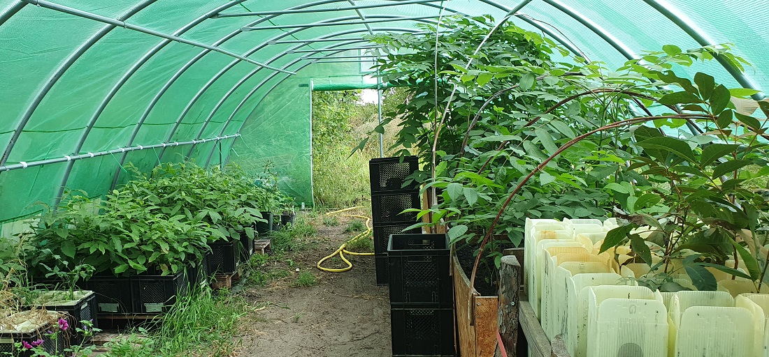 Im Folientunnel ist die Kinderstube von Schwarznuss und Pecannuss.  © GartenRadio.fm