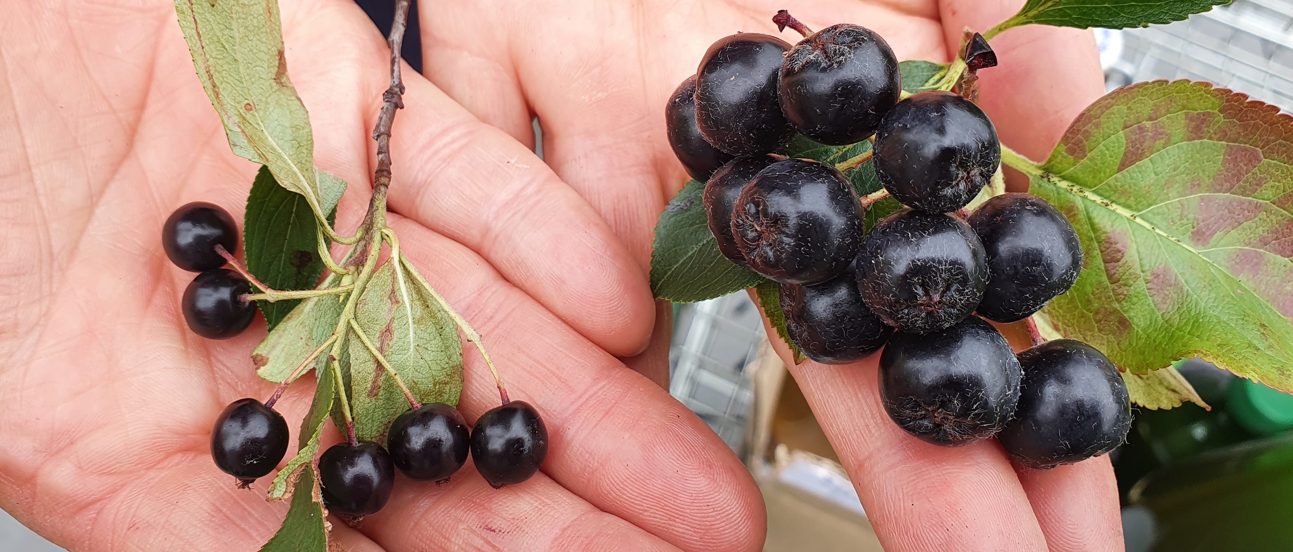 Aronia-Beere "natur" und als Auslese © GartenRadio.fm