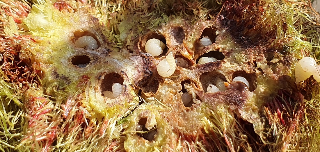 Die Kinderstube der Gallwespe schadet den Rosen nicht. © GartenRadio.fm