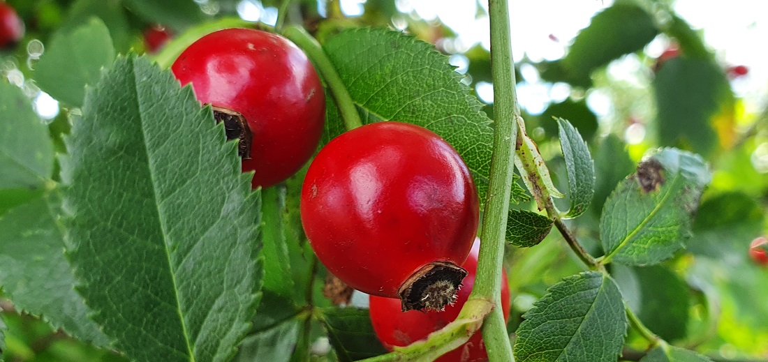 So locken Hagebutten am Wegesrand. © GartenRadio.fm