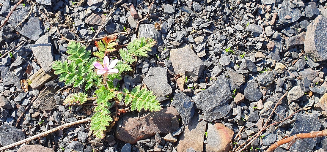 Der Reiherschnabel kommt auch mit Schotterboden klar. © GartenRadio.fm