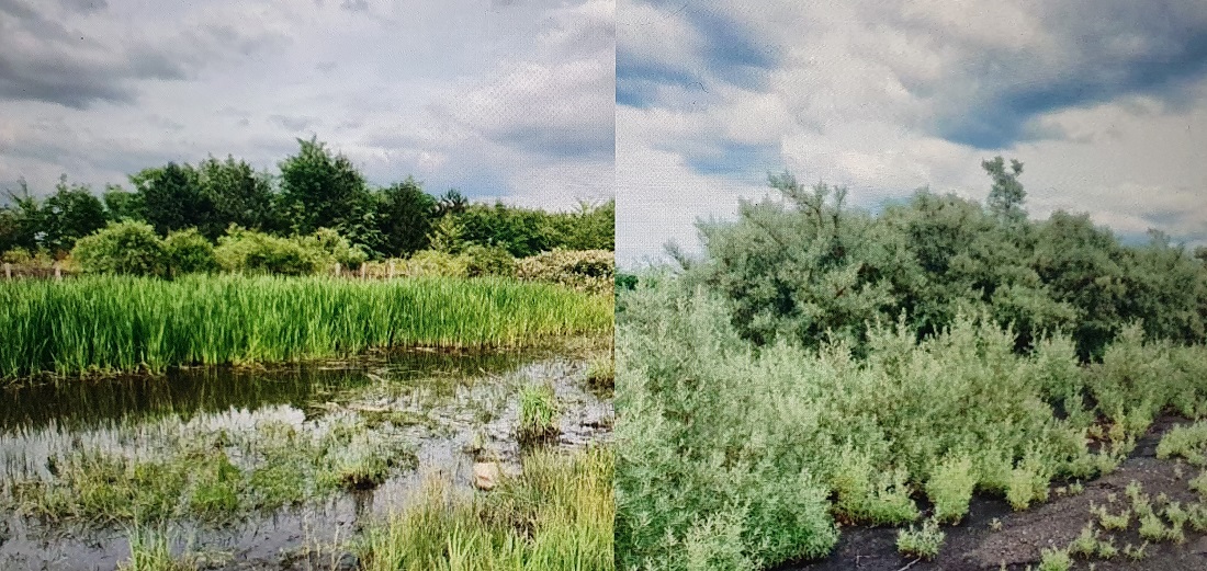 Schurenbach Halde © Katharina Heberer