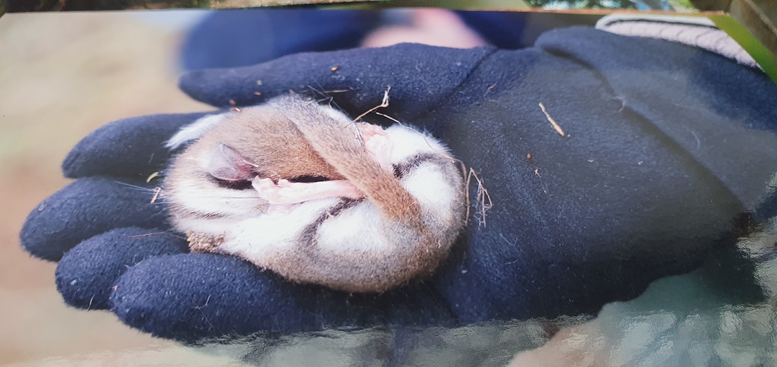 Gemeinsam mit dem Nabu pflegt er die Nistkästen für Vögel. Mittlerweile sind sie von Gartenschläfern bewohnt. © GartenRadio.fm