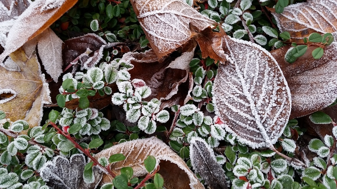 Laubabwerfen hilft, die Trockenheit im Winter zu überstehen. © GartenRadio.fm
