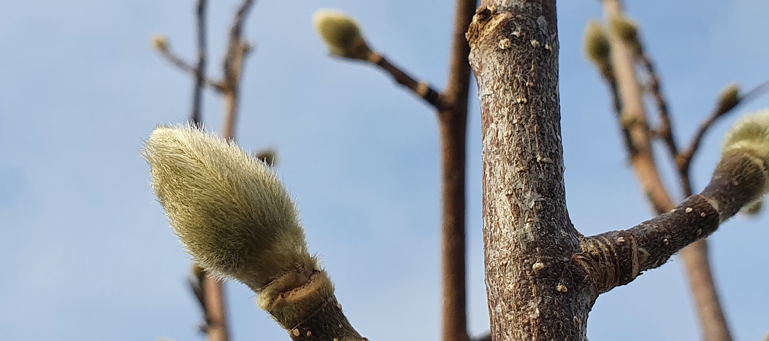 Manche Pflanzen legen sich - so wie die Magnolie - einen Winterpelz zu © GartenRadio.fm