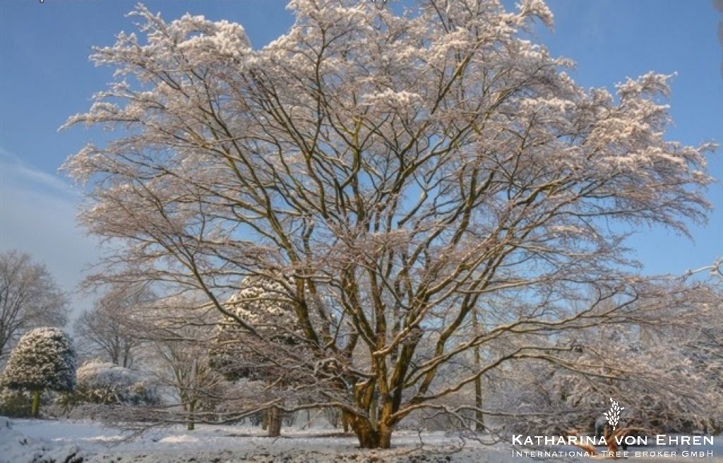 Acer palmatum 'Osakazuki' Solitär © International Tree Broker GmbH