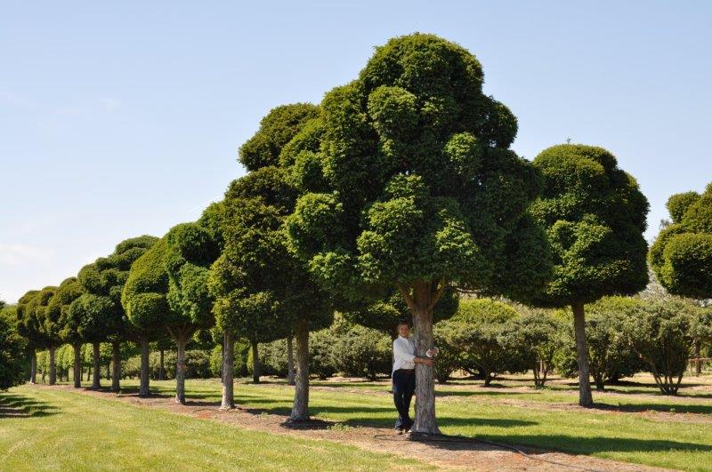 Taxus baccata in Wolkenform © International Tree Broker GmbH