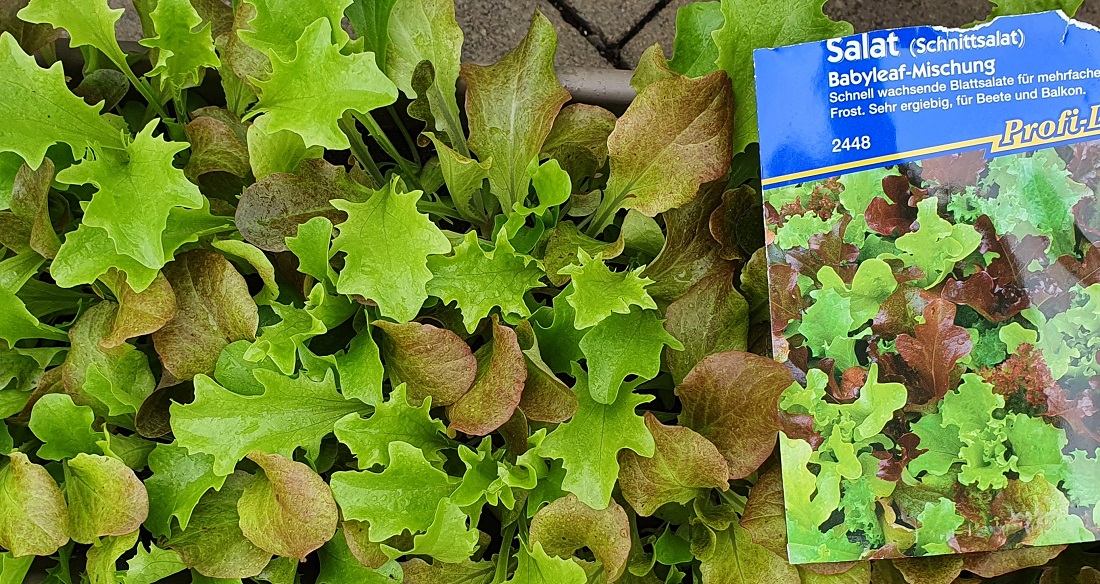 Baby Leaf heißt nur "Junge Blätter" © GartenRadio